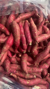 Palitos de patata de ñame frescos de cubos de batata de Vietnam de alta calidad al mejor precio - Product Image 6