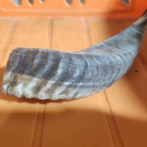 Cuerno de oveja orgánico para masticar perros disponible en tamaños pequeños y grandes para masticadores agresivos, hecho de cuerno de carnero - Product Image 1