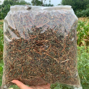 Hojas de Té de Pouzolzia Púrpura 100% Naturales de Vietnam, Sra. May - Product Image 1