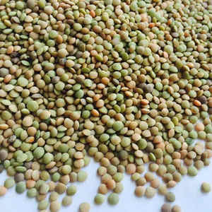 Lentejas verdes orgánicas de alta calidad Precios al por mayor Entrega rápida Stock a granel a la venta Producto ecológico - Product Image 4