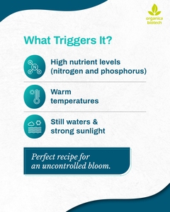 Probiotique de crevette tigrée de haute mer avec-BIOCLEAN AQUA - Product Image 5
