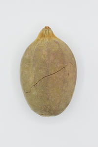 Poudre d'huile de graines de baobab crue biologique par Rikaz Meilleure qualité nutritionnelle pour les produits agricoles - Product Image 2