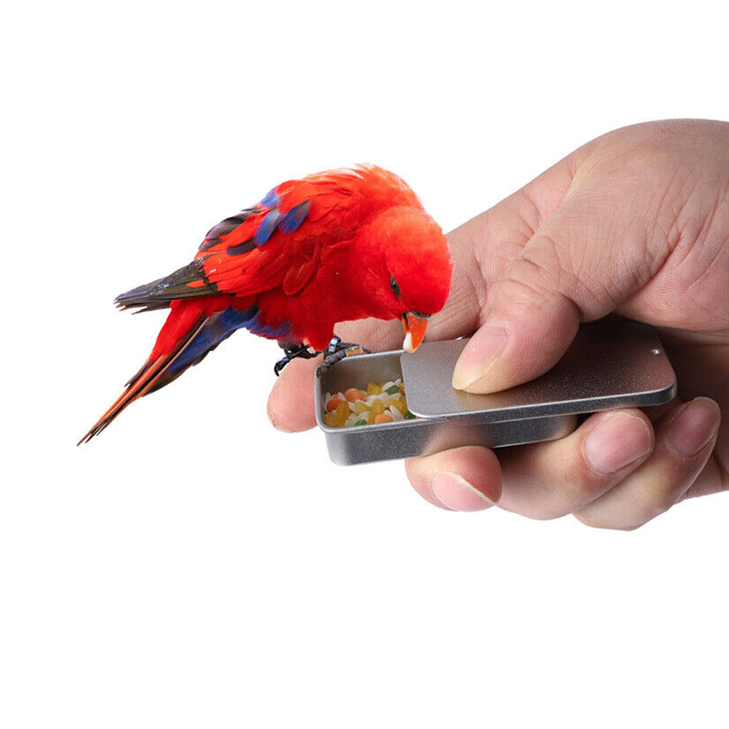 parrots birds in pakistan