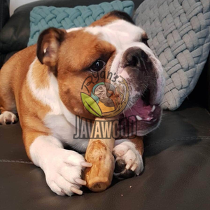 Fabricante de palitos masticables de madera natural seguros y duraderos para perros de Indonesia - Product Image 6