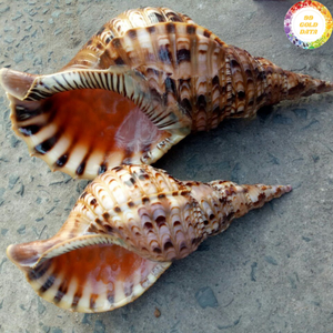 Trompette Triton en coquillage fabriquée au Vietnam à partir de coquillages naturels solides pour l'artisanat et l'usage domestique - Product Image 2