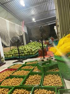 Idor longan ผลไม้มาตรฐานสำหรับส่งออกที่มีรสหวานและมีกลิ่นหอมจากเวียดนามมีอายุการเก็บรักษายาวนานบรรจุในซูเปอร์มาร์เก็ตและขายปลีก - Product Image 5