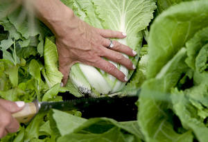 Lechuga de Tallo Fresco de Nueva Cosecha 2026, Lechuga Espárrago, Suministro de Fábrica, Precio Bajo, Venta al por Mayor a Granel, Calidad de Exportación - Product Image 4