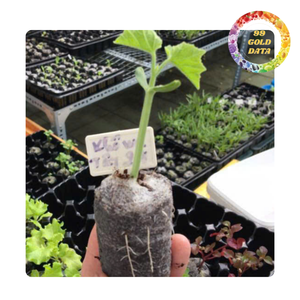 Granulés de culture en fibre de coco biodégradables |   Parfait pour les semis et les boutures - Product Image 1