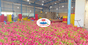 Fruta Dragón Fresca Premium de Vietnam Carne Roja y Blanca Productos de Alta Calidad - Product Image 2