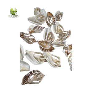 Conchas Marinas Decorativas en Rodajas, Cortes Naturales de Conchas Oceánicas para Manualidades, Joyería, Centros de Mesa para Bodas - Product Image 4