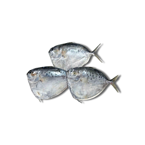 Pescado Redondo Entero Congelado IQF de Vietnam, Envasado al Vacío, Larga Vida Útil, Suministro Estable para Importadores, Empaque a Granel para Exportación - Product Image 1