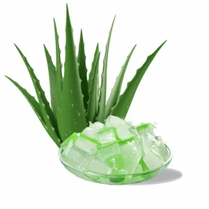 Frische Aloe Vera zur Herstellung von Gelee, Joghurt, süßer Suppe Aloe Vera Kräuter pflanze gut für die Gesundheit KOSTENLOSE PROBE