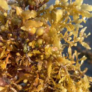 Sargassum pallidum แห้งสินค้าเกษตรบรรจุในถุง25-50กก. - Product Image 5