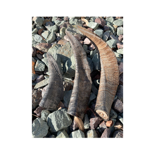 เขาแพะธรรมชาติ ขายส่งเขาแพะสำหรับงานฝีมือขนาดตามสั่ง ของขวัญทำมือ ด้ามมีดทำมือ พร้อมโลโก้ ลดราคา - Product Image 1