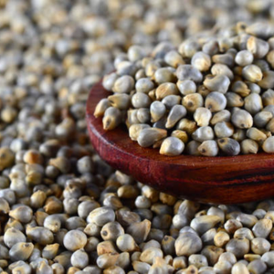 อินเดีย bajra millets-เหมาะสำหรับอาหารอินเดียแบบดั้งเดิม | ไข่มุกข้าวฟ่าง (bajra)-ธัญพืชอเนกประสงค์สำหรับทำอาหาร - Product Image 2