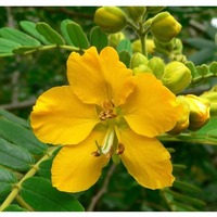 Daun Senna Kualitas Ekspor untuk Nutraceuticals, Makanan Fungsional, Teh, dan Penggunaan Kosmetik Tersedia dengan Harga Pabrik dari India