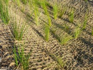 ตาข่ายมะพร้าว/ตาข่ายมะพร้าว/แผ่นใยมะพร้าวควบคุมการกัดเซาะธรรมชาติธรรมชาติเส้นใยมะพร้าวถักด้วยมือตาข่ายมะพร้าวสำหรับคลุมเนินเขาเปลือย - Product Image 2