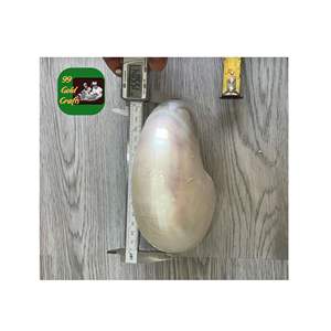 CONCHA DE MAR CON CÁMARA ARTESANAL AL POR MAYOR CONCHAS DECORATIVAS ARTES NATURALES FIGURAS DECORACIÓN DEL HOGAR ACCESORIO JOYERÍA ÚNICA VIETNAM - Product Image 6