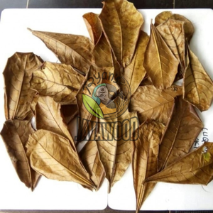 Las hojas de catappa fermentadas naturalmente son perfectas para el pescado a un precio asequible de Indonesia - Product Image 3