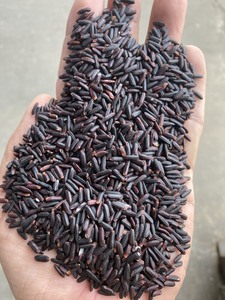 Arroz blanco pegajoso a granel Premium, arroz de cocina seco de estilo largo negro glutinoso - Product Image 2