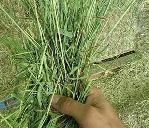 Pellets de heno Alfafa Hay Timothy y hierba Rhodes para alimentación animal - Product Image 3