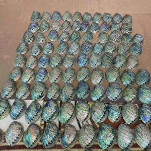 Concha de abulón natural de Vietnam, pieza decorativa de alta calidad, impresionante concha de abulón para villas y decoración de interiores - Product Image 1