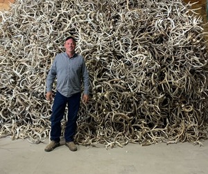 Wholesale Red <b>Deer</b> <b>Antlers</b> from Horse Source Red <b>Deer</b> <b>Antlers</b> <b>for</b> <b>Sale</b> - Product Image 4