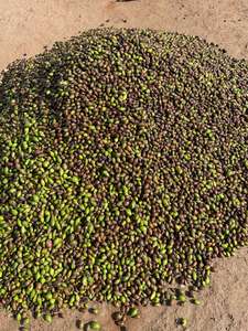La mejor calidad, Terminalia seca natural india, Chebula (negro), hierbas Choti Harad Haritaki, bolsas de vida útil de 2 años, SPDK Agrosphere - Product Image 4