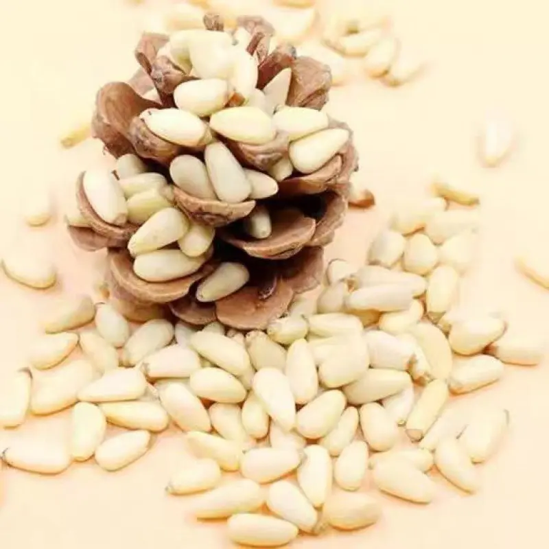 Export Quality Hot Sale Cheaper Organic Pine Nuts Suppliers Pine Nuts Seed