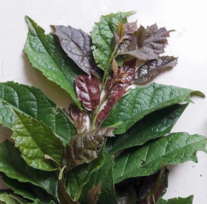 Factory Supply Dried Celastrus hindsii Leaf for <b>tea</b> Dried Black Celastrus hindsii Leaf Vietnam - Product Image 6