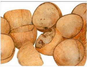 เปลือกมะพร้าวธรรมชาติคุณภาพสูงสำหรับถ่านและหัตถกรรมขายส่งจากเวียดนาม - Product Image 4