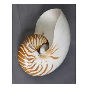 Nautilus Shell pulido a mano de Vietnam para interiores de coleccionistas y elegantes casas costeras - Product Image 2