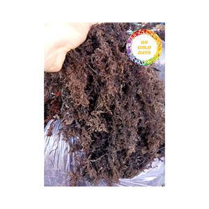 ALGUES DE COTON SÉCHÉES NATURELLES POUR LA PRODUCTION D'AGAR ET DE CARRAGEENAN FOURNISSEUR DU VIETNAM BON PRIX DE HAUTE QUALITÉ - Product Image 5