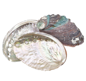 Coquillages d'ormeau exotiques Superbe décor de terrarium d'aquarium - Product Image 5