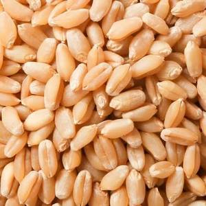 Granos de Trigo Premium al por Mayor, Grano de Trigo Duro Certificado de Alto Estándar - Granos Largos Marrones, 100% Pureza, 11-12% de Proteína - Product Image 2