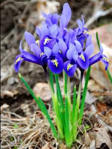 Aceite esencial de orris puro 100% Aceite esencial de orris al por mayor Aceite esencial de orris natural y puro - Product Image 4