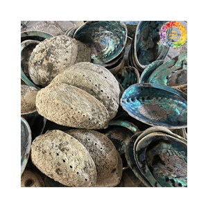 เปลือกหอยเป๋าฮื้อธรรมชาติทะเลเปลือกหอยสำหรับงานฝีมือ DIY งานฝีมือธรรมชาติของตกแต่งบ้านสีฟ้าเขียว - Product Image 1