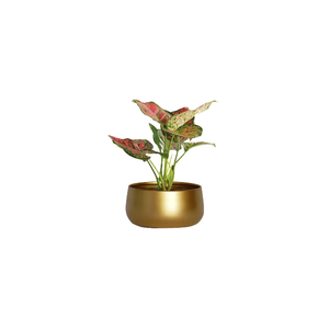 Macetas Metálicas para Plantas de Interior, Macetas para Flores para Decoración del Hogar, Oficina y Jardín - Product Image 2
