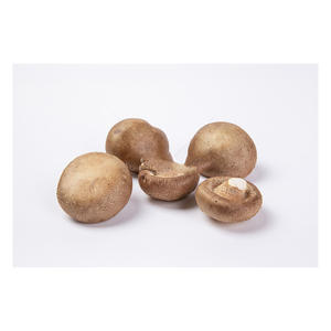 Champignons Shiitake surgelés en dés, procédé de congélation IQF - Product Image 6
