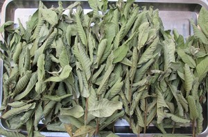 HOJAS DE GUAYABA SECAS PREMIUM DE VIETNAM - 100% TÉ DE HIERBAS NATURALES PARA LA SALUD Y EL BIENESTAR - Product Image 6