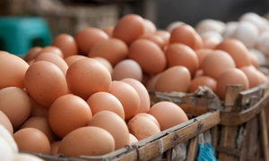 Vente en gros d'oeufs de table de poules au meilleur prix oeufs blancs frais de ferme de France durée de conservation de 6 mois pour la consommation humaine - Product Image 5