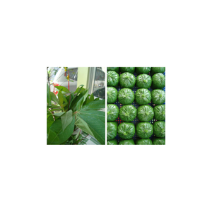 ผงใบมันสำปะหลังเกรดสูงสำหรับแปรรูปอาหารส่วนผสมจากธรรมชาติอุดมไปด้วยแร่ธาตุ - Product Image 2