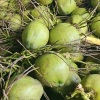 Polpa de Coco Fresca Tailandesa Premium - Naturalmente Dulce y Lista para Beber para Refrescarse en Cualquier Momento y Lugar