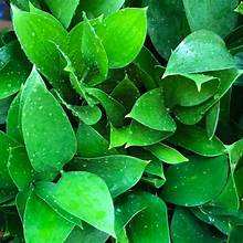 ใบมะนาวแห้งบริสุทธิ์สมุนไพรจากพืชใช้ฉลากสะอาดสำหรับการสนับสนุนภูมิคุ้มกันตามธรรมชาติและการทำอาหารที่มีกลิ่นหอม - Product Image 4