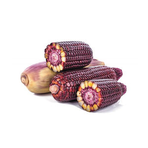 Nouvelle récolte 680 tonnes de maïs rouge séché biologique pour la consommation humaine et l'alimentation animale vente de qualité standard - Product Image 1