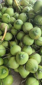 Coco fresco de Vietnam con carne blanca tierna perfecto para postres, bebidas y platos culinarios - Product Image 5