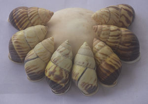 Caracol verde de Nusa Penida SeasHELL Joyería de Nusa Penida Pequeños tipos de joyería con motivo de concha marina - Product Image 4