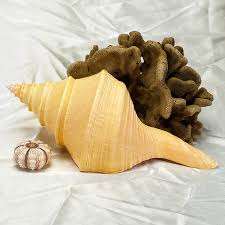 Syrinx Aruanus Seashell Elemento de diseño inspirado en el océano auténtico Shell Venta al por mayor El mejor precio de Vietnam - Product Image 2