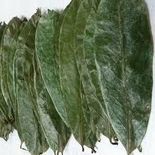 HOJAS DE URENSA SUELTAS HALAL/HOJAS DE GRAVIOLA SECADAS AL SOL AL POR MAYOR CANTIDAD CON PRECIO ASEQUIBLE EN EL MERCADO - Product Image 3