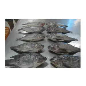 Giá rẻ nhất giá saefood Nhà cung cấp số lượng lớn cá rô phi đông lạnh | toàn bộ cá rô phi đỏ với Giao hàng nhanh